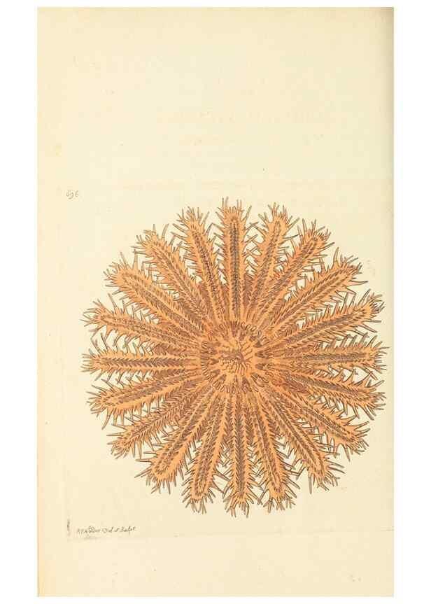 Reproducción/Reproduction 30752769332: The naturalist's miscellany, or Coloured figures of natural objects. London :Printed for Nodder & Co.,1789-1813