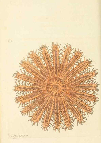 Reproducción/Reproduction 30752769332: The naturalist's miscellany, or Coloured figures of natural objects. London :Printed for Nodder & Co.,1789-1813
