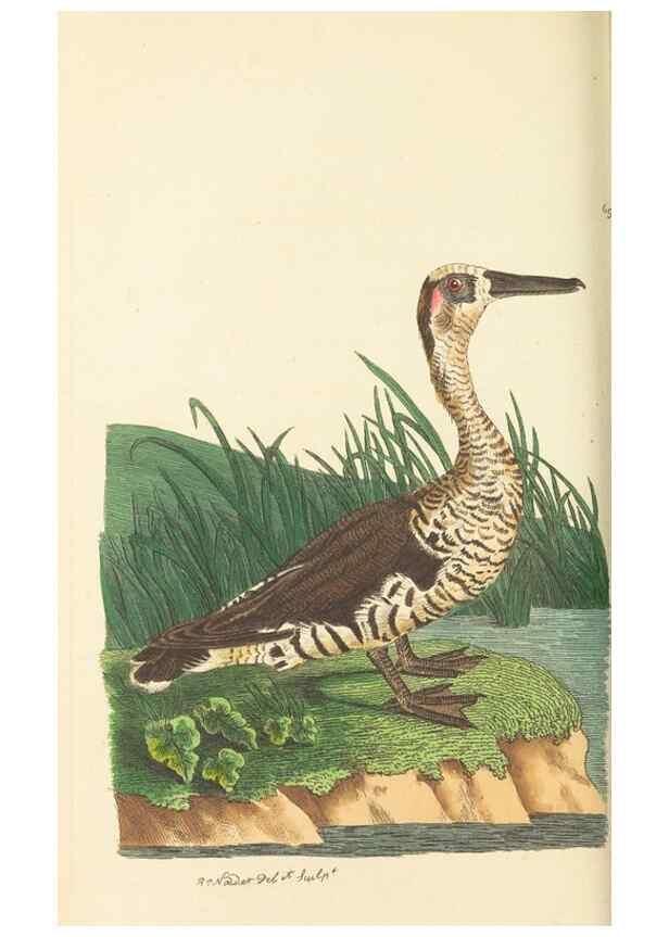 Reproducción/Reproduction 30832926196: The naturalist's miscellany, or Coloured figures of natural objects. London :Printed for Nodder & Co.,1789-1813