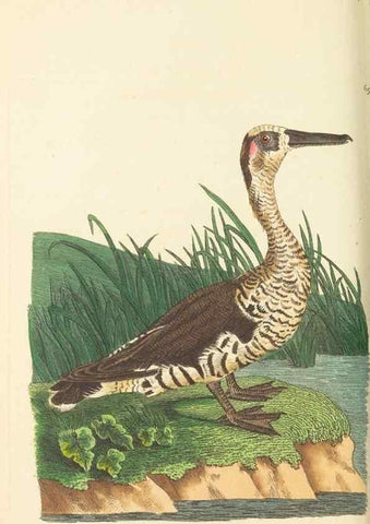 Reproducción/Reproduction 30832926196: The naturalist's miscellany, or Coloured figures of natural objects. London :Printed for Nodder & Co.,1789-1813