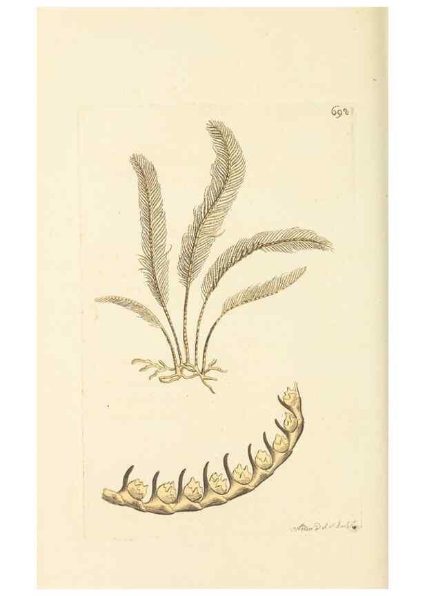 Reproducción/Reproduction 30832927646: The naturalist's miscellany, or Coloured figures of natural objects. London :Printed for Nodder & Co.,1789-1813