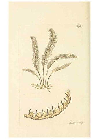 Reproducción/Reproduction 30832927646: The naturalist's miscellany, or Coloured figures of natural objects. London :Printed for Nodder & Co.,1789-1813