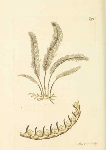 Reproducción/Reproduction 30832927646: The naturalist's miscellany, or Coloured figures of natural objects. London :Printed for Nodder & Co.,1789-1813