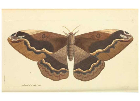 Reproducción/Reproduction 30568149010: The naturalist's miscellany, or Coloured figures of natural objects. London :Printed for Nodder & Co.,1789-1813