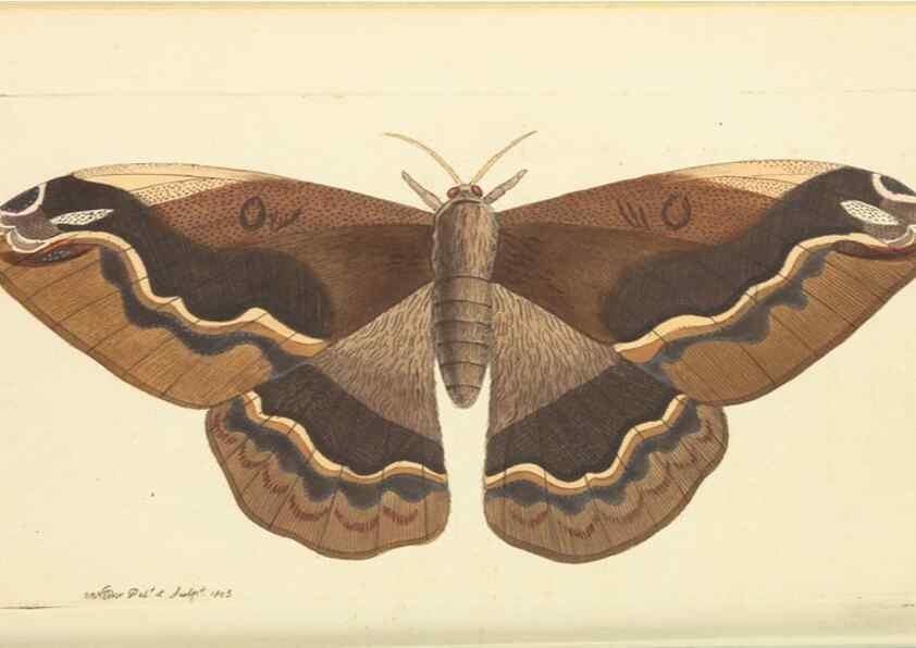 Reproducción/Reproduction 30568149010: The naturalist's miscellany, or Coloured figures of natural objects. London :Printed for Nodder & Co.,1789-1813