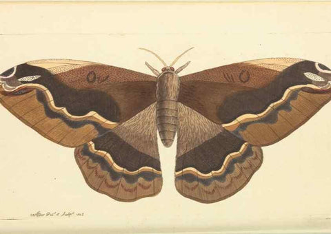 Reproducción/Reproduction 30568149010: The naturalist's miscellany, or Coloured figures of natural objects. London :Printed for Nodder & Co.,1789-1813