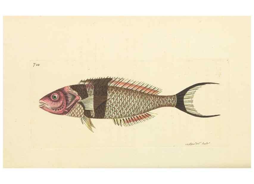 Reproducción/Reproduction 30752776282: The naturalist's miscellany, or Coloured figures of natural objects. London :Printed for Nodder & Co.,1789-1813