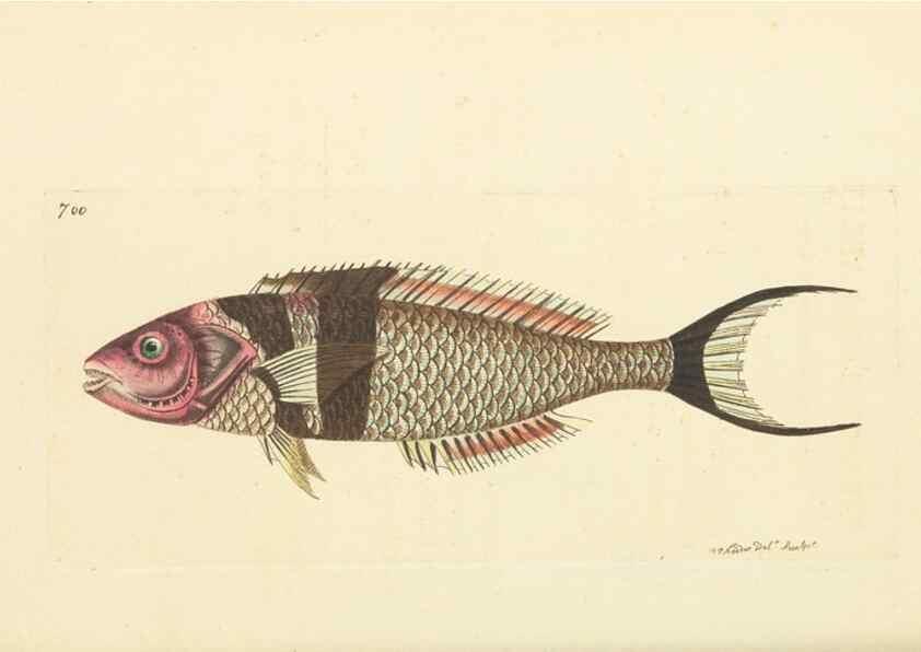 Reproducción/Reproduction 30752776282: The naturalist's miscellany, or Coloured figures of natural objects. London :Printed for Nodder & Co.,1789-1813