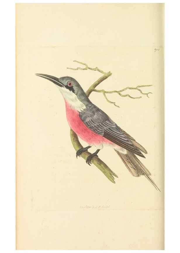 Reproducción/Reproduction 30568152970: The naturalist's miscellany, or Coloured figures of natural objects. London :Printed for Nodder & Co.,1789-1813