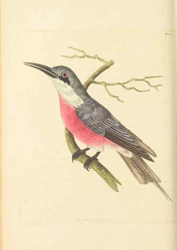 Reproducción/Reproduction 30568152970: The naturalist's miscellany, or Coloured figures of natural objects. London :Printed for Nodder & Co.,1789-1813