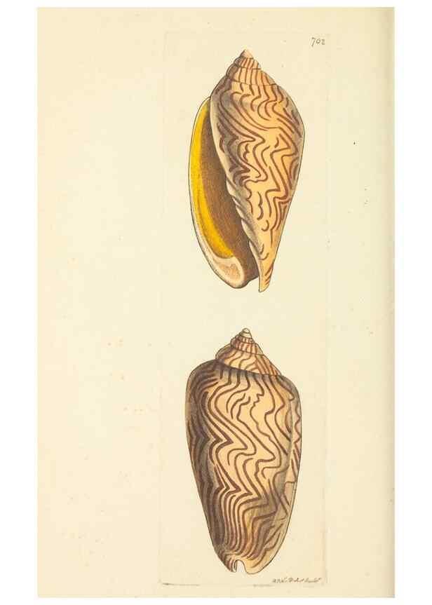 Reproducción/Reproduction 30233755613: The naturalist's miscellany, or Coloured figures of natural objects. London :Printed for Nodder & Co.,1789-1813