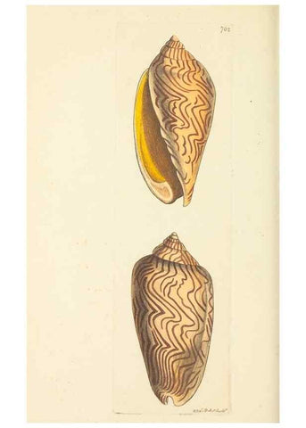 Reproducción/Reproduction 30233755613: The naturalist's miscellany, or Coloured figures of natural objects. London :Printed for Nodder & Co.,1789-1813