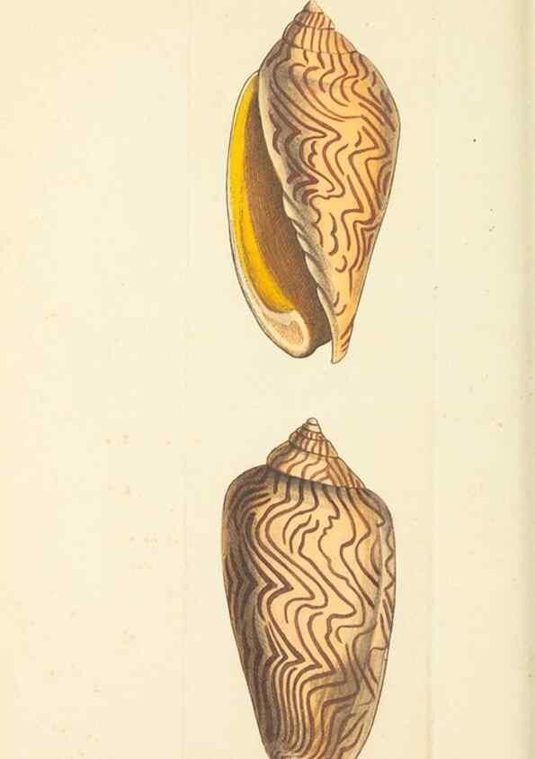 Reproducción/Reproduction 30233755613: The naturalist's miscellany, or Coloured figures of natural objects. London :Printed for Nodder & Co.,1789-1813