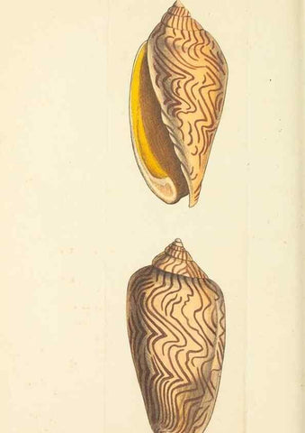 Reproducción/Reproduction 30233755613: The naturalist's miscellany, or Coloured figures of natural objects. London :Printed for Nodder & Co.,1789-1813