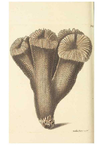 Reproducción/Reproduction 30233756583: The naturalist's miscellany, or Coloured figures of natural objects. London :Printed for Nodder & Co.,1789-1813