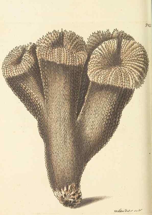 Reproducción/Reproduction 30233756583: The naturalist's miscellany, or Coloured figures of natural objects. London :Printed for Nodder & Co.,1789-1813