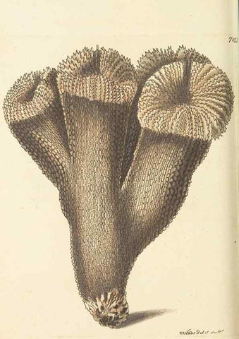 Reproducción/Reproduction 30233756583: The naturalist's miscellany, or Coloured figures of natural objects. London :Printed for Nodder & Co.,1789-1813