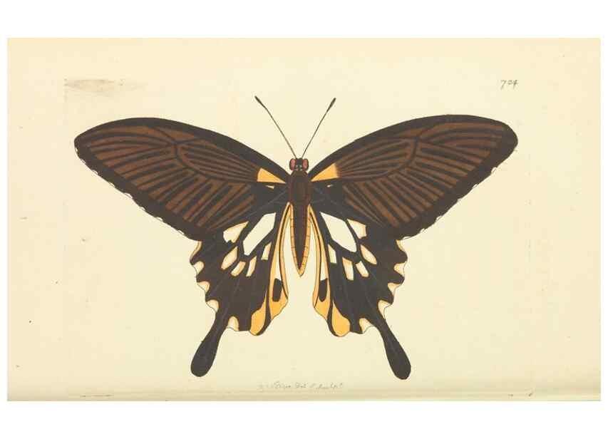 Reproducción/Reproduction 30781035051: The naturalist's miscellany, or Coloured figures of natural objects. London :Printed for Nodder & Co.,1789-1813