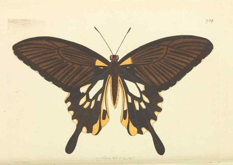 Reproducción/Reproduction 30781035051: The naturalist's miscellany, or Coloured figures of natural objects. London :Printed for Nodder & Co.,1789-1813