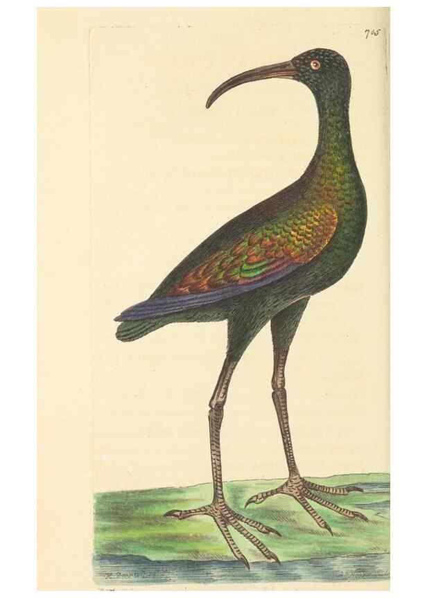 Reproducción/Reproduction 30237165734: The naturalist's miscellany, or Coloured figures of natural objects. London :Printed for Nodder & Co.,1789-1813