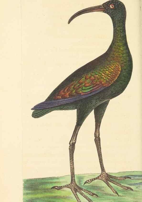Reproducción/Reproduction 30237165734: The naturalist's miscellany, or Coloured figures of natural objects. London :Printed for Nodder & Co.,1789-1813
