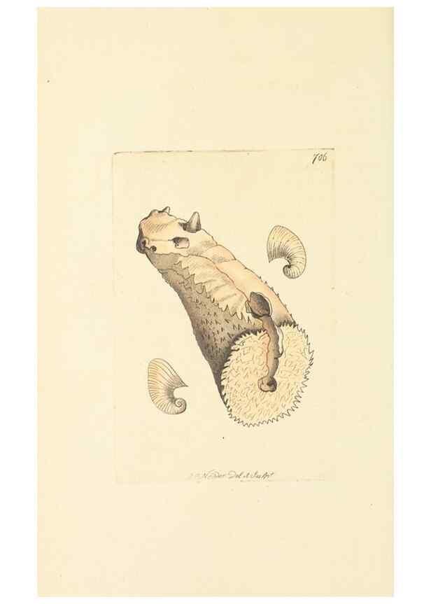 Reproducción/Reproduction 30237166754: The naturalist's miscellany, or Coloured figures of natural objects. London :Printed for Nodder & Co.,1789-1813