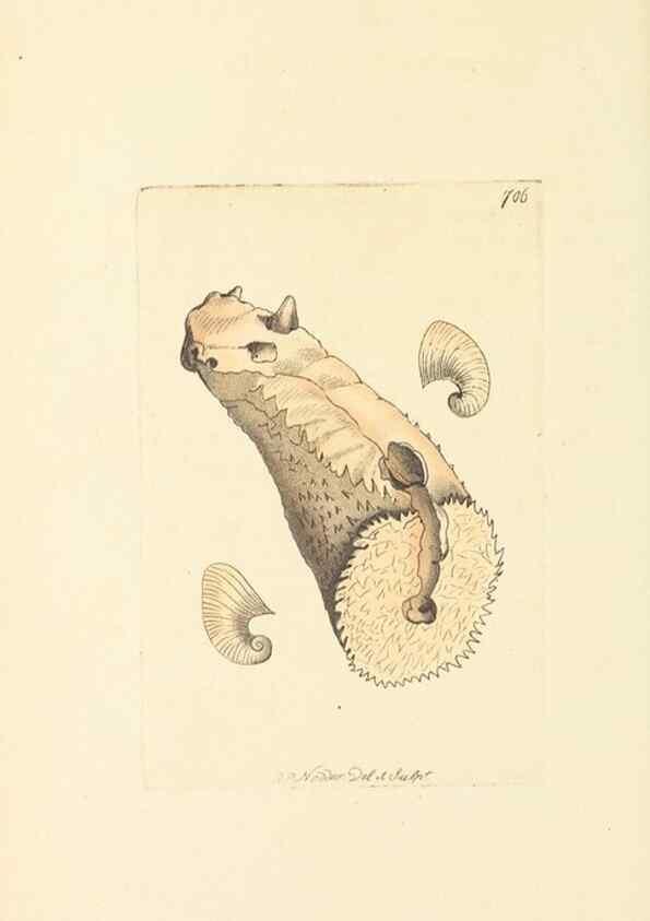 Reproducción/Reproduction 30237166754: The naturalist's miscellany, or Coloured figures of natural objects. London :Printed for Nodder & Co.,1789-1813