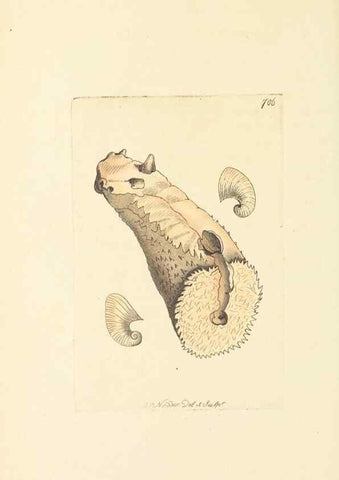 Reproducción/Reproduction 30237166754: The naturalist's miscellany, or Coloured figures of natural objects. London :Printed for Nodder & Co.,1789-1813