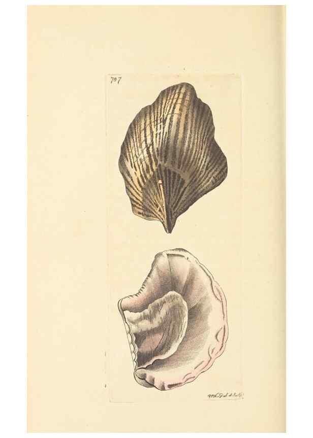 Reproducción/Reproduction 30233761823: The naturalist's miscellany, or Coloured figures of natural objects. London :Printed for Nodder & Co.,1789-1813