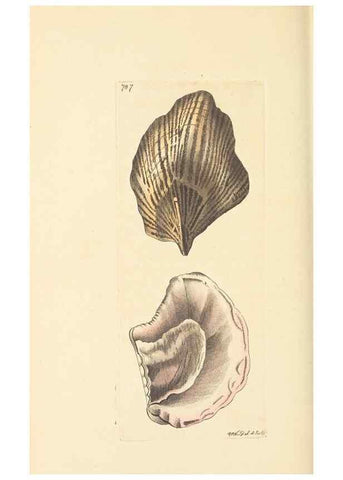 Reproducción/Reproduction 30233761823: The naturalist's miscellany, or Coloured figures of natural objects. London :Printed for Nodder & Co.,1789-1813