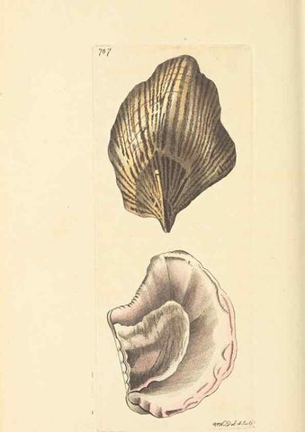 Reproducción/Reproduction 30233761823: The naturalist's miscellany, or Coloured figures of natural objects. London :Printed for Nodder & Co.,1789-1813