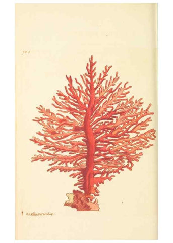 Reproducción/Reproduction 30832943126: The naturalist's miscellany, or Coloured figures of natural objects. London :Printed for Nodder & Co.,1789-1813