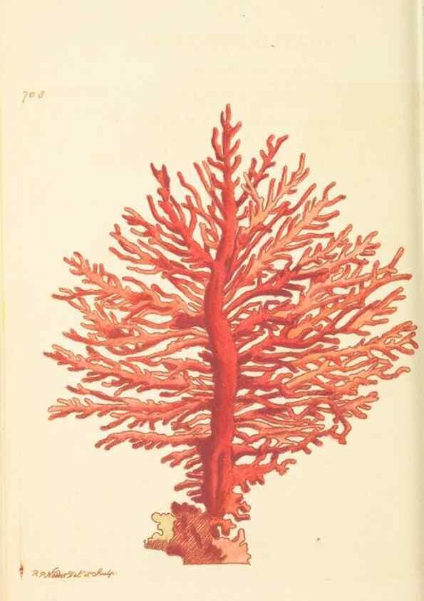 Reproducción/Reproduction 30832943126: The naturalist's miscellany, or Coloured figures of natural objects. London :Printed for Nodder & Co.,1789-1813