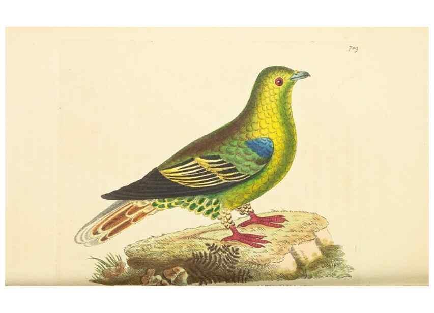 Reproducción/Reproduction 30832944356: The naturalist's miscellany, or Coloured figures of natural objects. London :Printed for Nodder & Co.,1789-1813