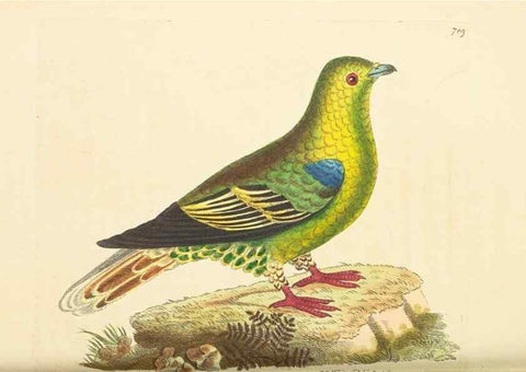 Reproducción/Reproduction 30832944356: The naturalist's miscellany, or Coloured figures of natural objects. London :Printed for Nodder & Co.,1789-1813