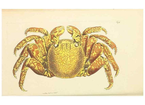 Reproducción/Reproduction 30568138870: The naturalist's miscellany, or Coloured figures of natural objects. London :Printed for Nodder & Co.,1789-1813