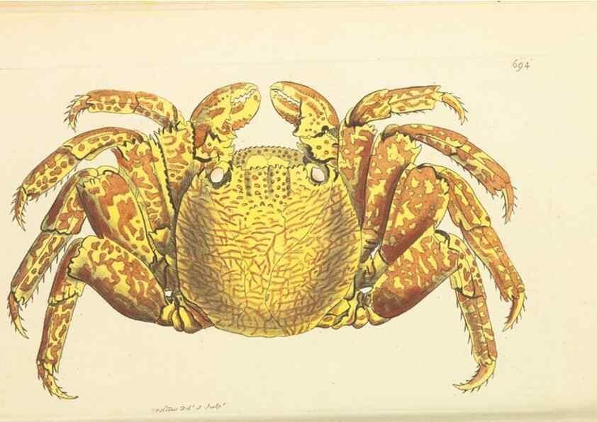 Reproducción/Reproduction 30568138870: The naturalist's miscellany, or Coloured figures of natural objects. London :Printed for Nodder & Co.,1789-1813