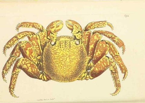 Reproducción/Reproduction 30568138870: The naturalist's miscellany, or Coloured figures of natural objects. London :Printed for Nodder & Co.,1789-1813