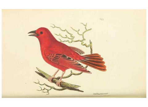 Reproducción/Reproduction 30568137250: The naturalist's miscellany, or Coloured figures of natural objects. London :Printed for Nodder & Co.,1789-1813