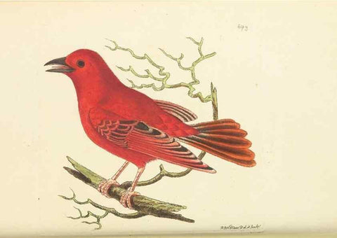 Reproducción/Reproduction 30568137250: The naturalist's miscellany, or Coloured figures of natural objects. London :Printed for Nodder & Co.,1789-1813