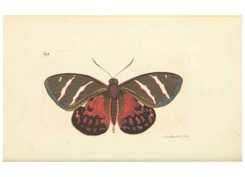 Reproducción/Reproduction 30568135470: The naturalist's miscellany, or Coloured figures of natural objects. London :Printed for Nodder & Co.,1789-1813