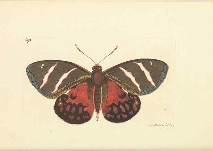 Reproducción/Reproduction 30568135470: The naturalist's miscellany, or Coloured figures of natural objects. London :Printed for Nodder & Co.,1789-1813