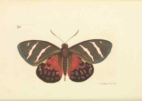 Reproducción/Reproduction 30568135470: The naturalist's miscellany, or Coloured figures of natural objects. London :Printed for Nodder & Co.,1789-1813
