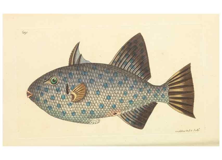 Reproducción/Reproduction 30568134110: The naturalist's miscellany, or Coloured figures of natural objects. London :Printed for Nodder & Co.,1789-1813