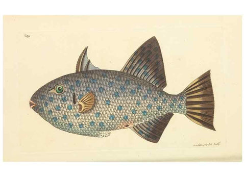 Reproducción/Reproduction 30568134110: The naturalist's miscellany, or Coloured figures of natural objects. London :Printed for Nodder & Co.,1789-1813