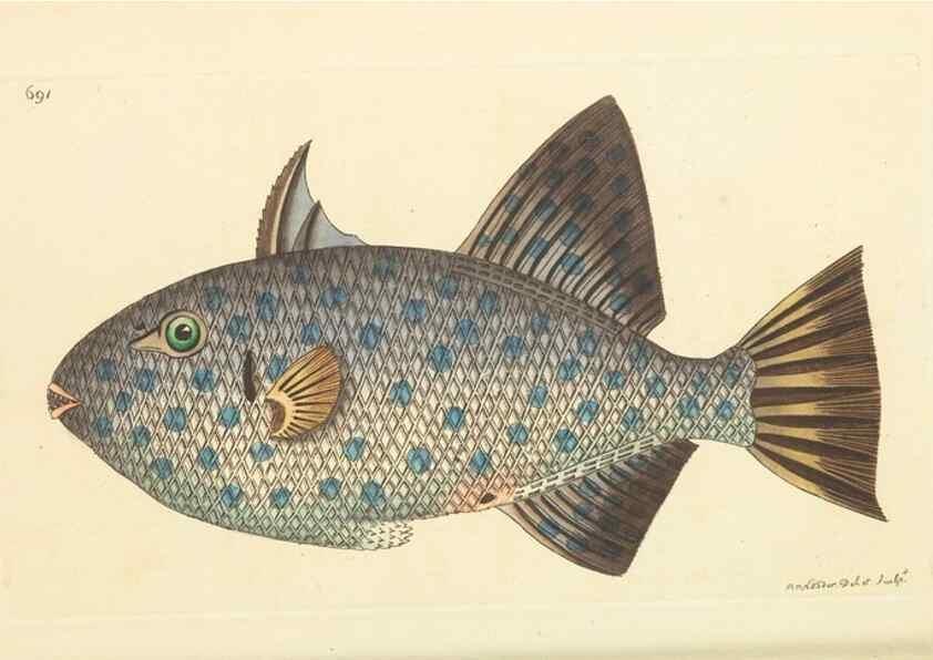 Reproducción/Reproduction 30568134110: The naturalist's miscellany, or Coloured figures of natural objects. London :Printed for Nodder & Co.,1789-1813