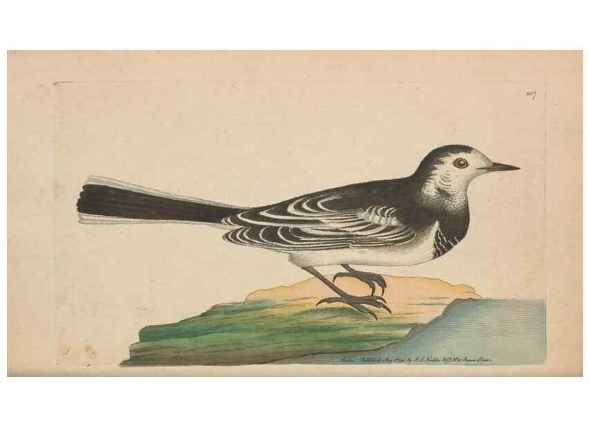 Reproducción/Reproduction 30780713181: The naturalist's miscellany, or Coloured figures of natural objects. London :Printed for Nodder & Co.,1789-1813