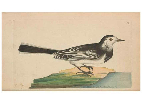Reproducción/Reproduction 30780713181: The naturalist's miscellany, or Coloured figures of natural objects. London :Printed for Nodder & Co.,1789-1813