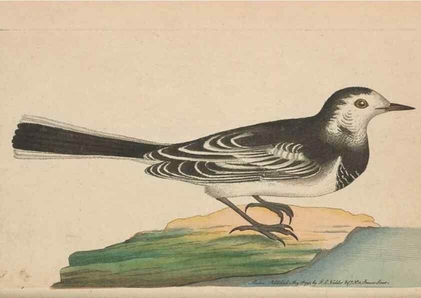 Reproducción/Reproduction 30780713181: The naturalist's miscellany, or Coloured figures of natural objects. London :Printed for Nodder & Co.,1789-1813