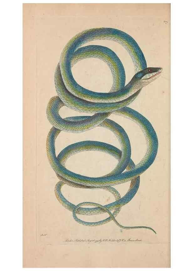 Reproducción/Reproduction 30780714041: The naturalist's miscellany, or Coloured figures of natural objects. London :Printed for Nodder & Co.,1789-1813